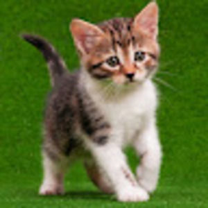 Meet your Posher, Alexa